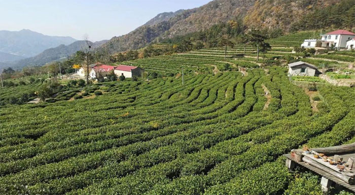  安慶師范大學(xué)“茶旅融合發(fā)展調(diào)研”暑期社會實踐團(tuán)赴