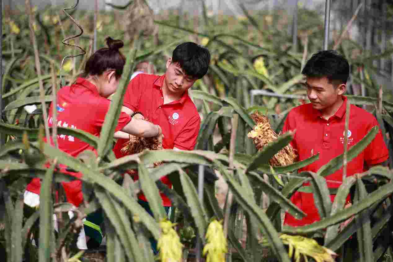 助農(nóng)“青”力為，許愿果豐收