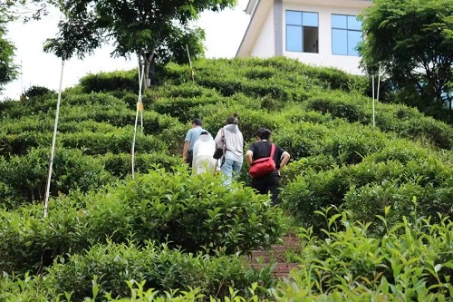 湘大學子：凝聚助農力量，踐行擔當精神
