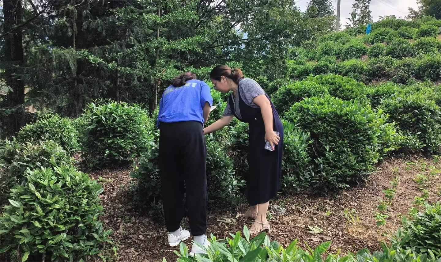 山東大學(xué)（威海）茶韻徽風(fēng)調(diào)研團(tuán)——茶香繞徽州，茶鄉(xiāng)旅致富
